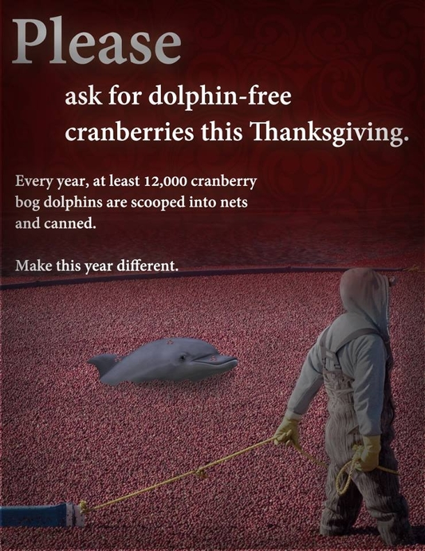 think of the dolphins
