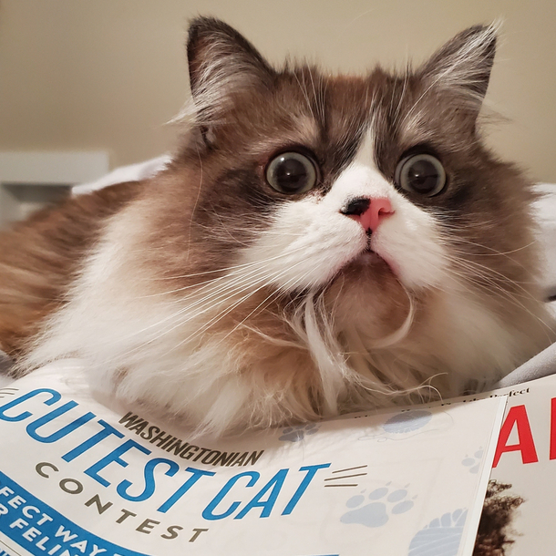 Thinking about entering my cat into this contest