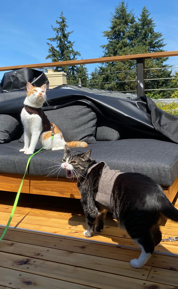 This about sums up their relationship