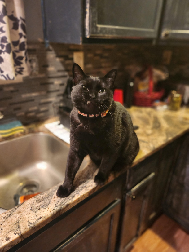 This accidental photo perfectly captures the duality of my cat Gotham It shows his tough boi persona and his derpiness equally as strikingly