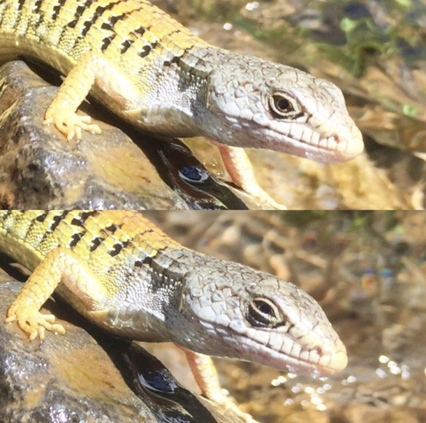 This alligator lizard recognizing me as the piece of shit who caught him