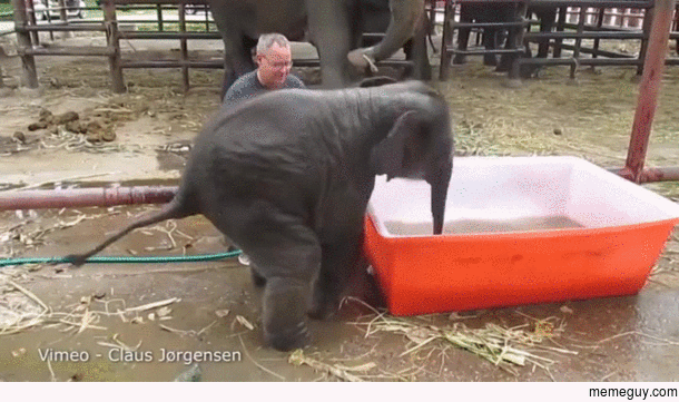 This baby elephant getting into a tub is my spirit animal