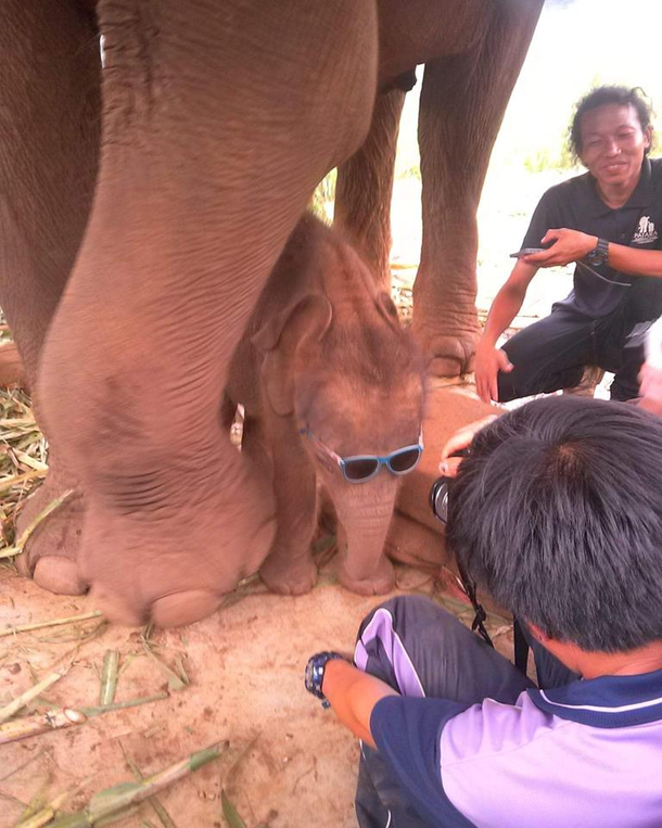 This baby elephant has style