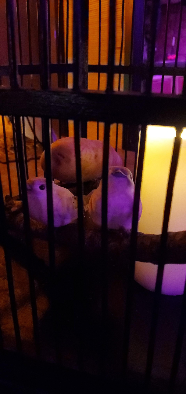 This bar in Houston has two fake birds and a potato in a bird cage