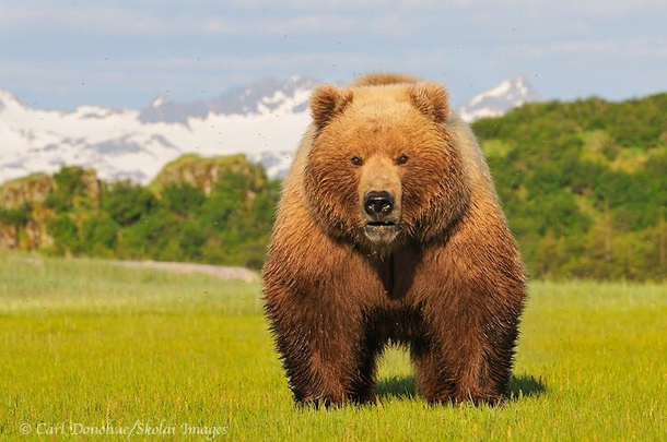 This bear looks like he doesnt know what to eat for lunch