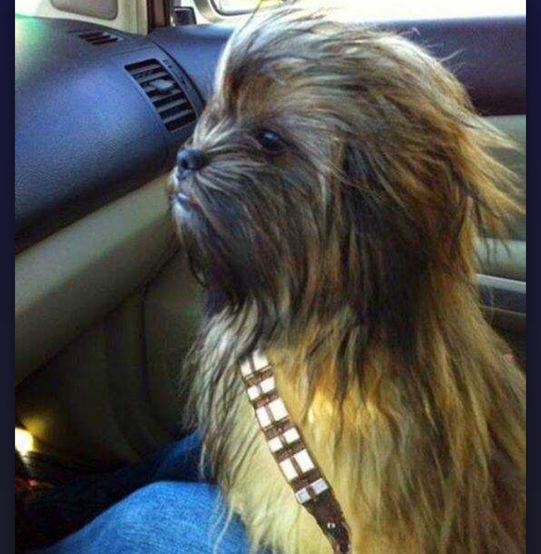 This Beautiful Chewbarka is Ready for Halloween