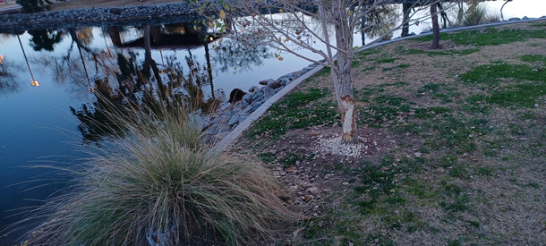 This beaver gnawed the tree and the support pole holding it up