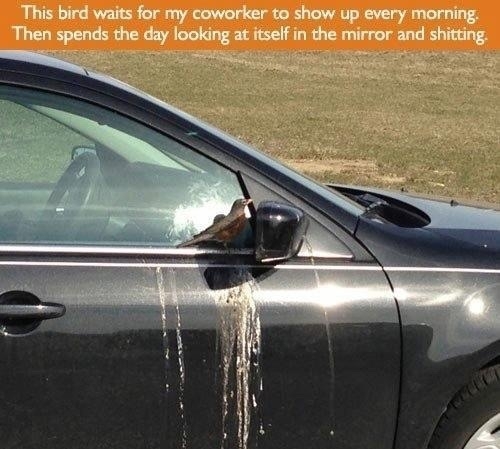 This bird is a genius