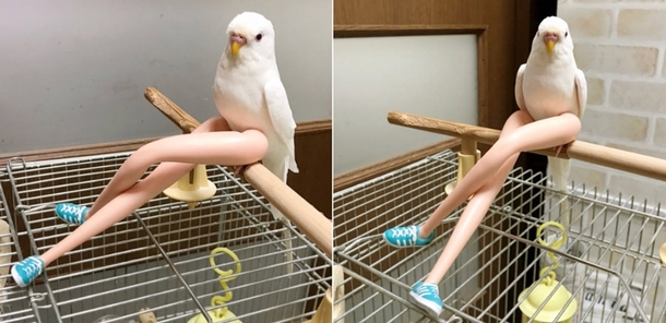 This bird perch