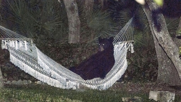 This black bear is just chillin