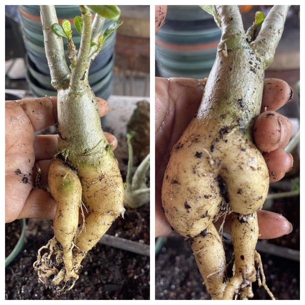 This bonsai looks like it has legs and a butt