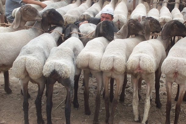 This breed of fat-tailed sheep have human-like buttocks
