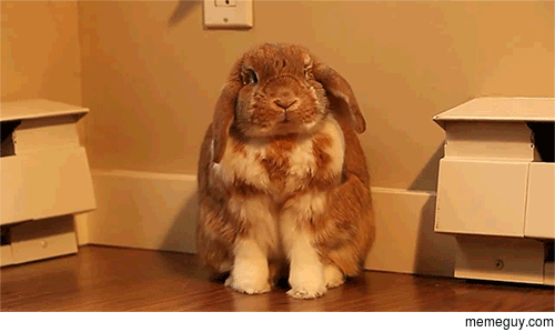 This bunny reminds me of Kanye West when he laughs