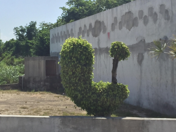This bush looks like