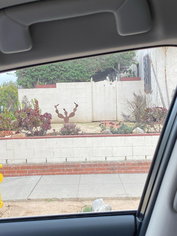 This cactus flipping the double birds