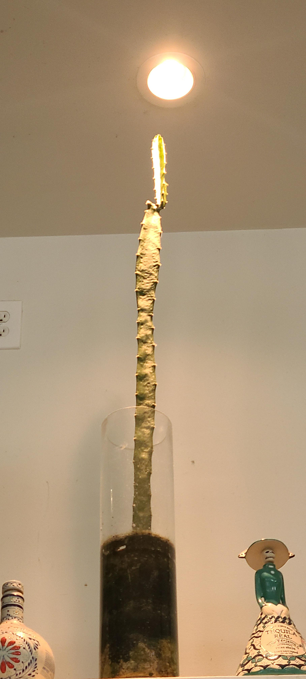 This cactus has sent an explorer mission towards the light