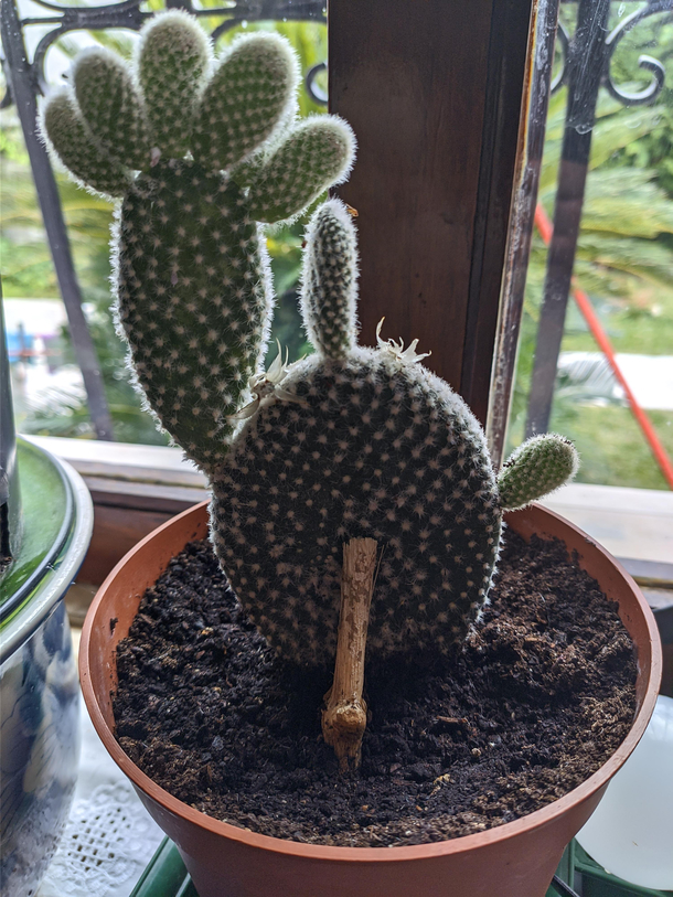 This cactus High five