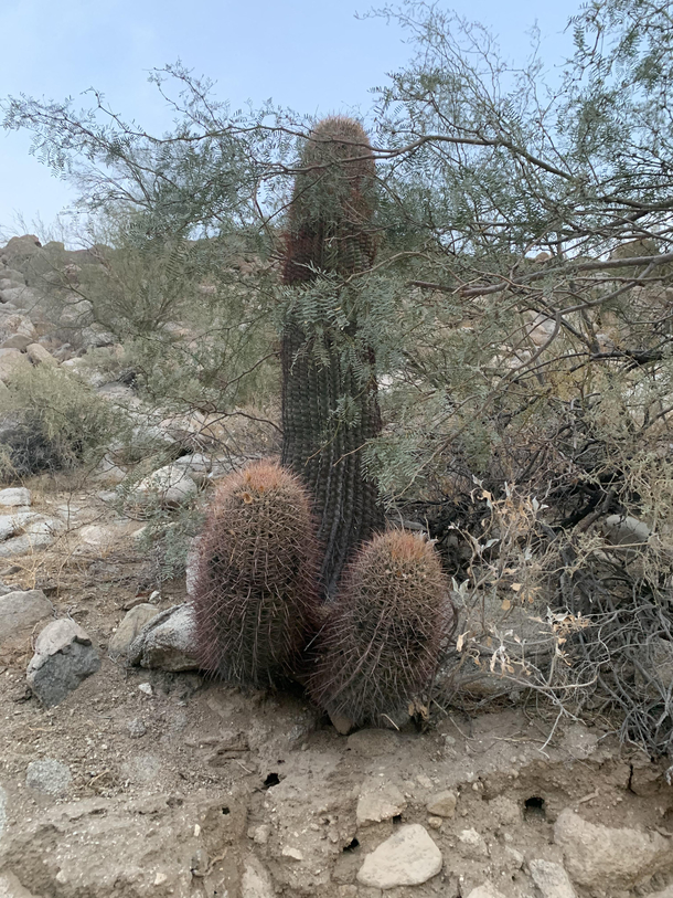 This cactus we ran across in the middle of the desert in Mexico