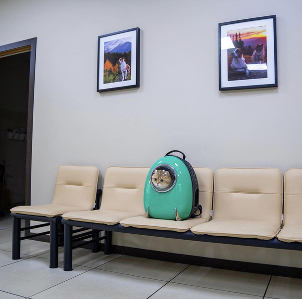 This cat at the vet today