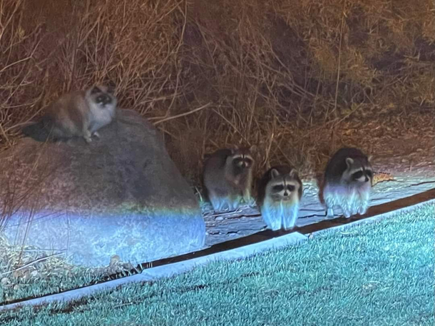 This cat ditched his owners to live his best life with his pals The racoons must feed him well enough he doesnt even stop by for cat food anymore