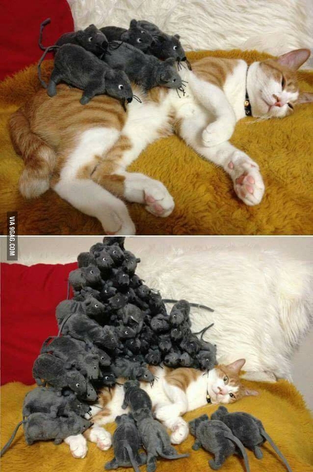 This cat doesnt give a shit