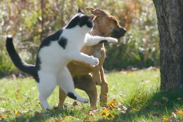 This cat has an awesome left cross