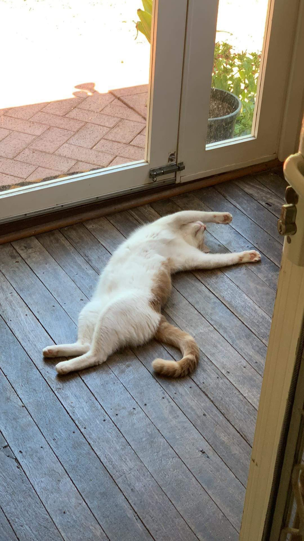 This cat is done with the day at am Can relate