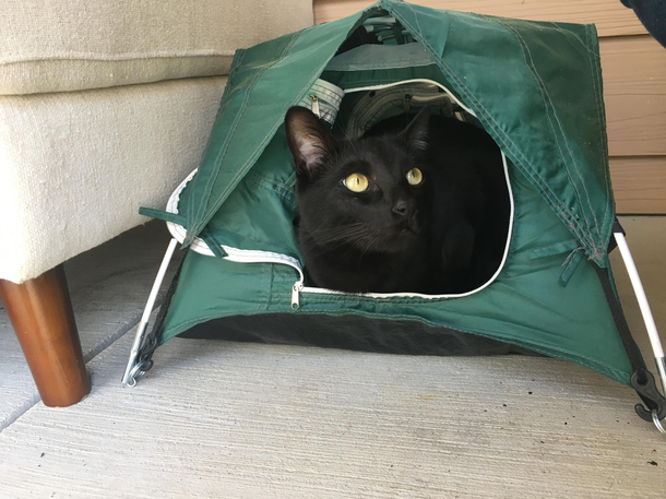 This cat looked a lot smaller on the website