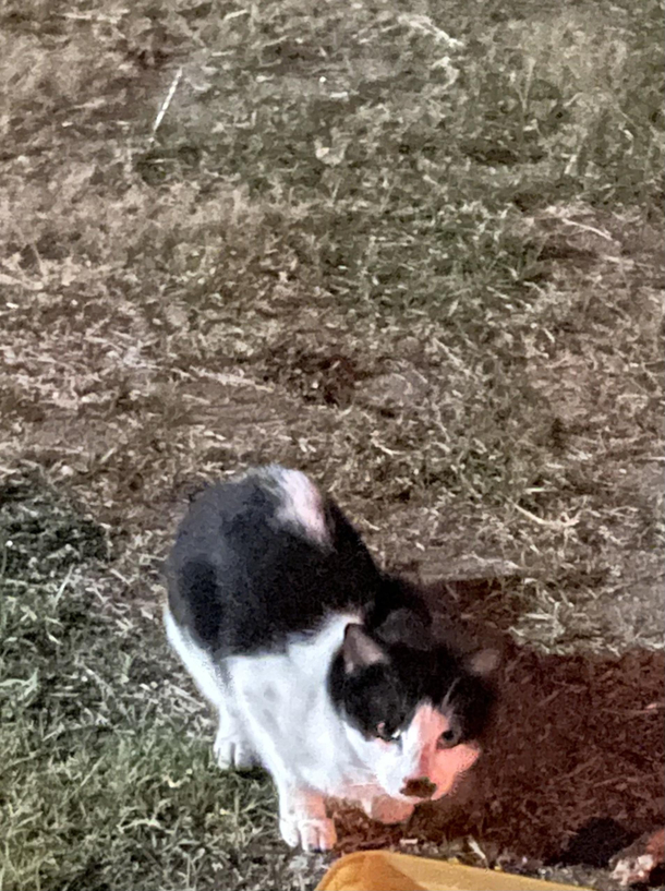 This cat looks familiar