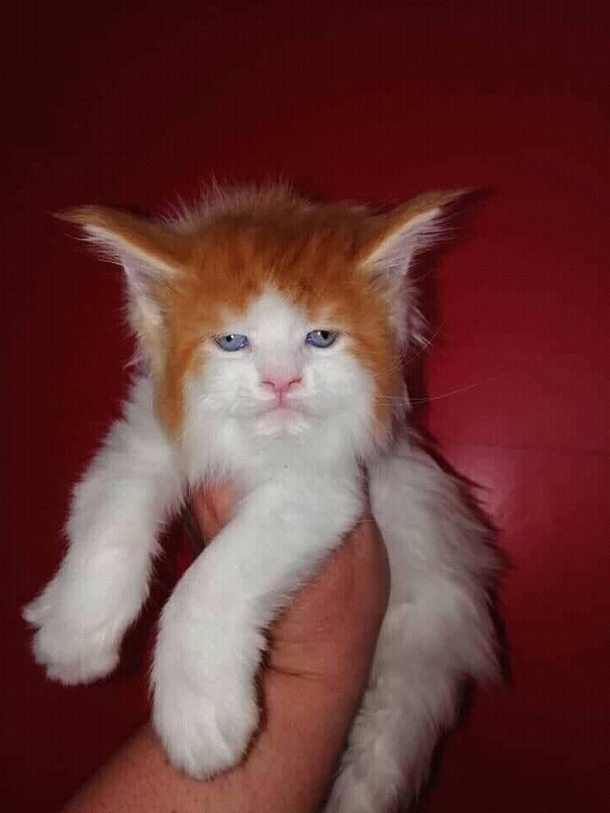 This cat looks like Ed Sheeran