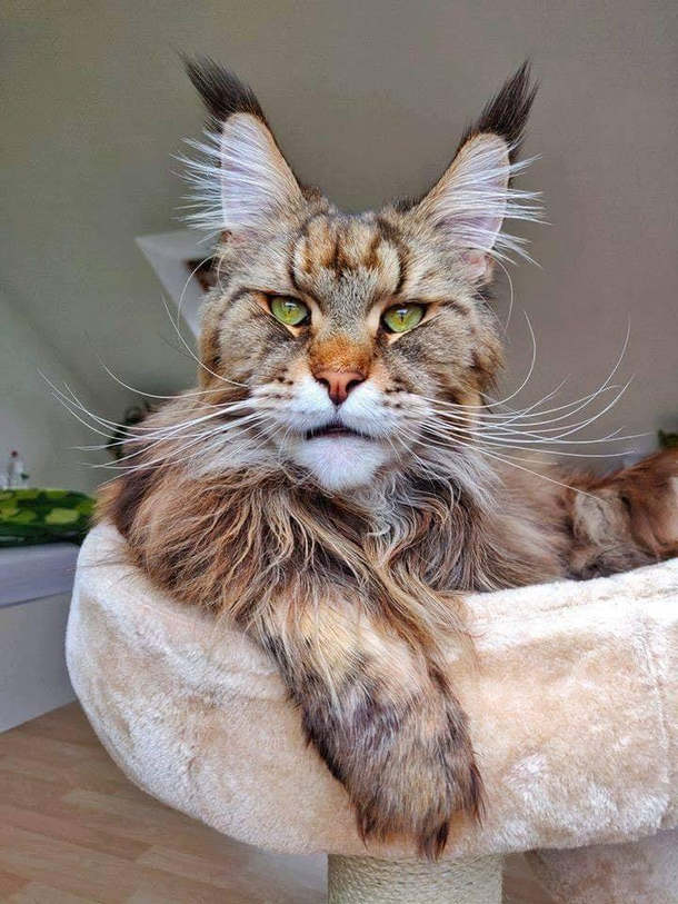 This cat looks like Ron Perlman