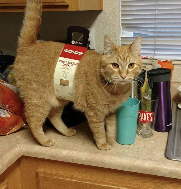 This cat pretending to be a whole roasted chicken