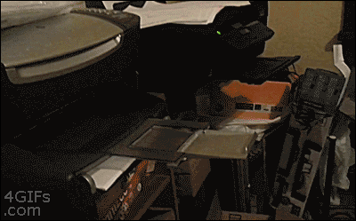 This cat really needs to send this fax