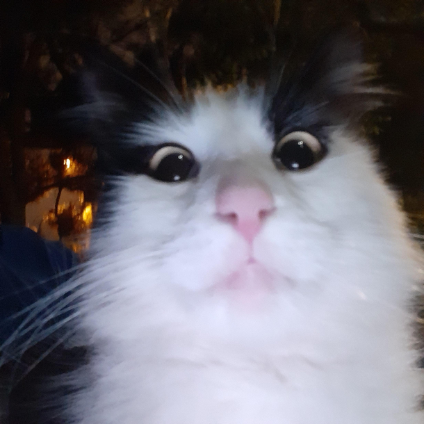 This cat seems puzzled