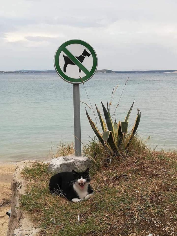 This cat seems to be having the time of its life
