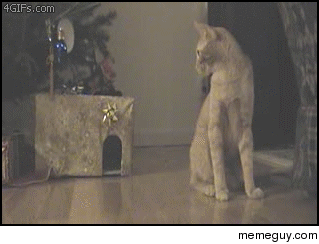 This cat wouldnt last long in the wild