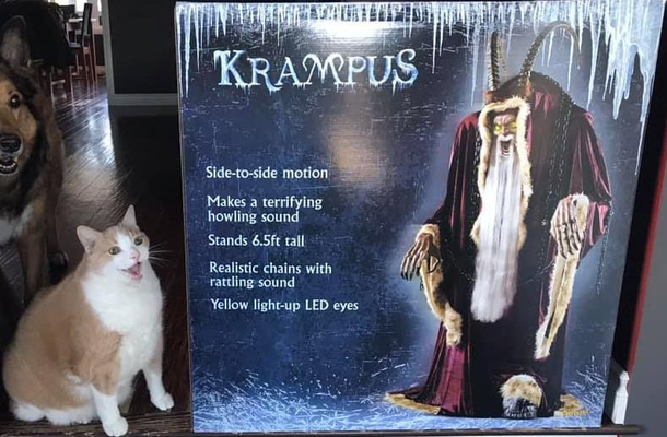 This cats reaction to Krampus