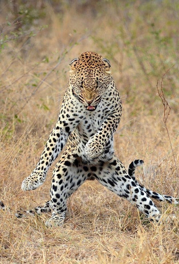 This Cheetah about to do the fastest floss dance
