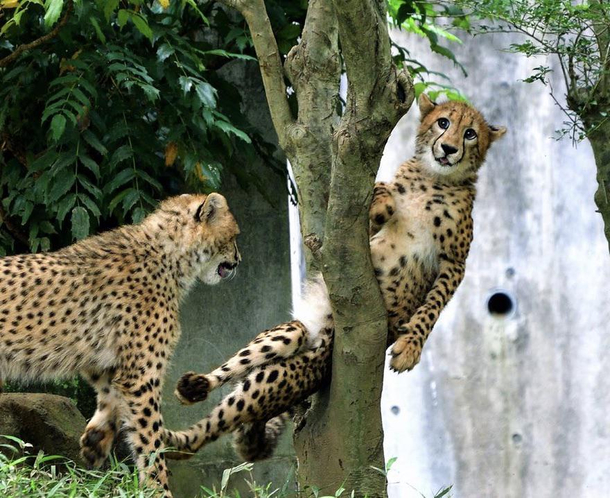 This cheetah who got stuck between a tree