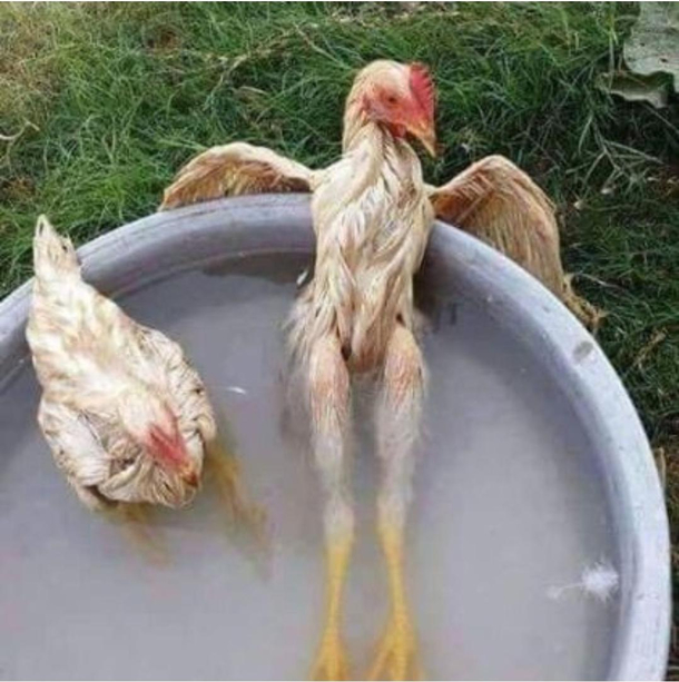 This chicken has sexy legs