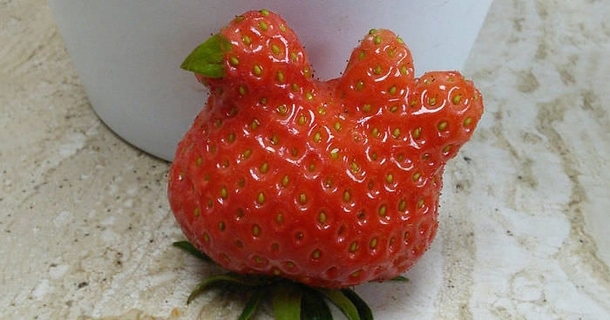 this chicken looks like a strawberry