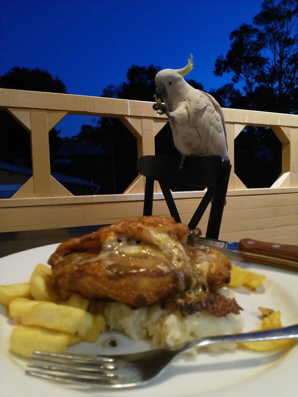 This cockatoo called me a motherfucker and pinched my chips Ettamogah Pub Australia pre Apocalypse