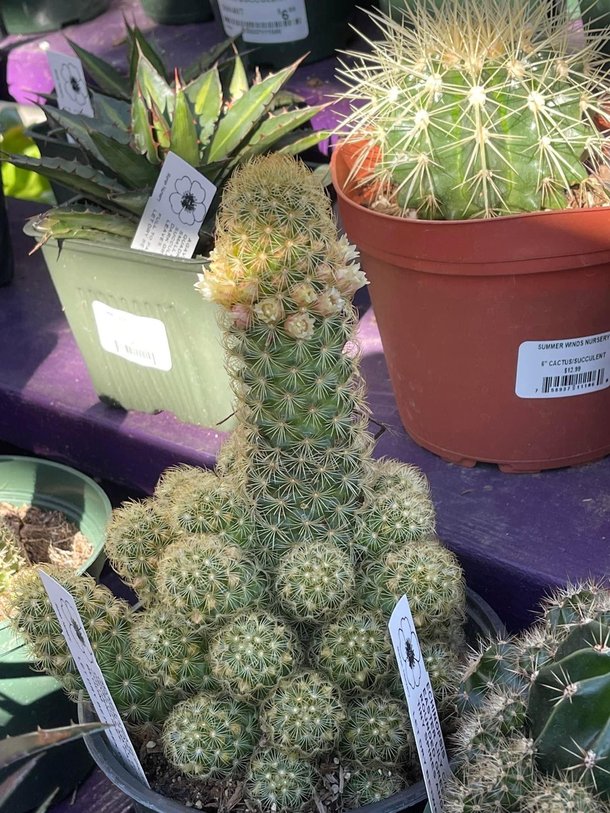 This Cocktus
