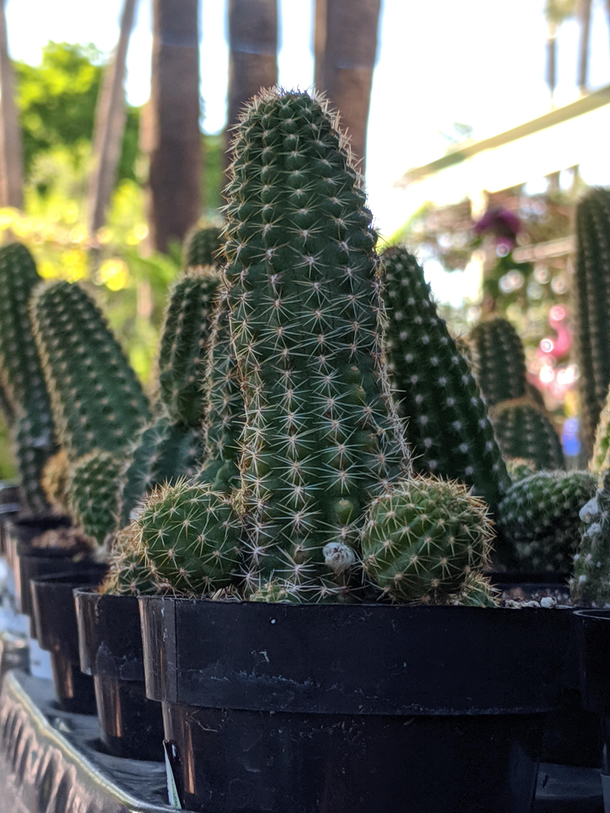 This Cocktus is such a prick