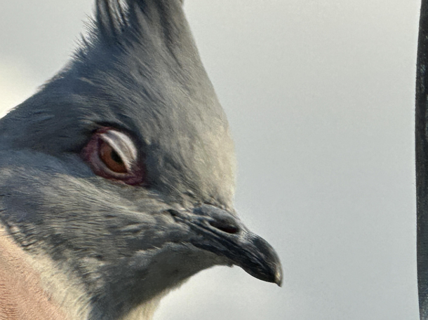 This crested pigeon has had enough of your shit