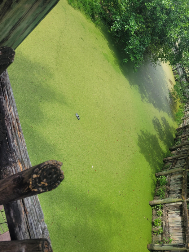 This croc exhibit at the zoo