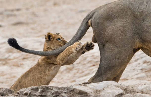 This Cub is about to learn a valuable lesson