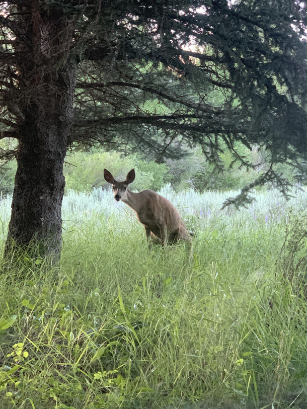 This deer regularly stares me down while going to the bathroom