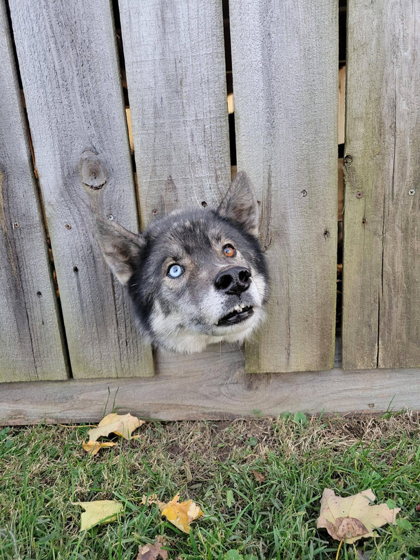 This derpy dog I saw on my walk
