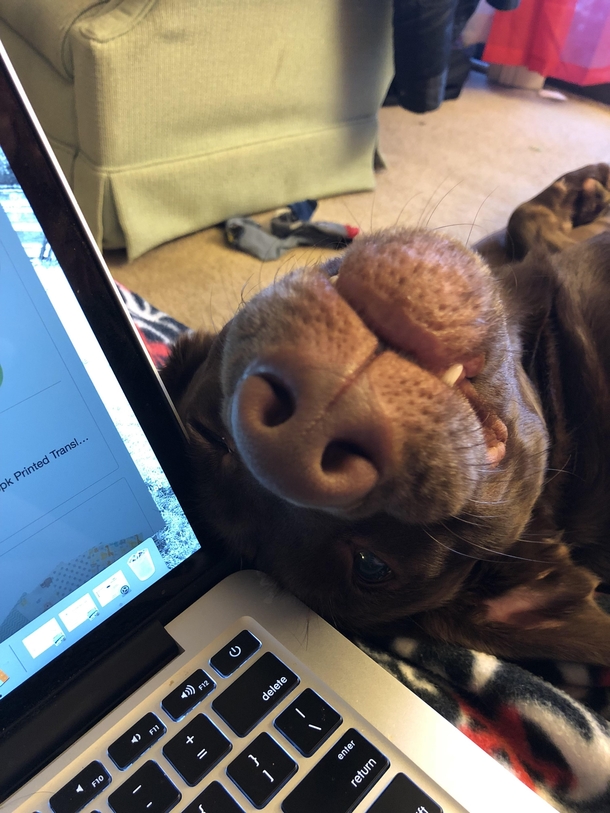 This dingus